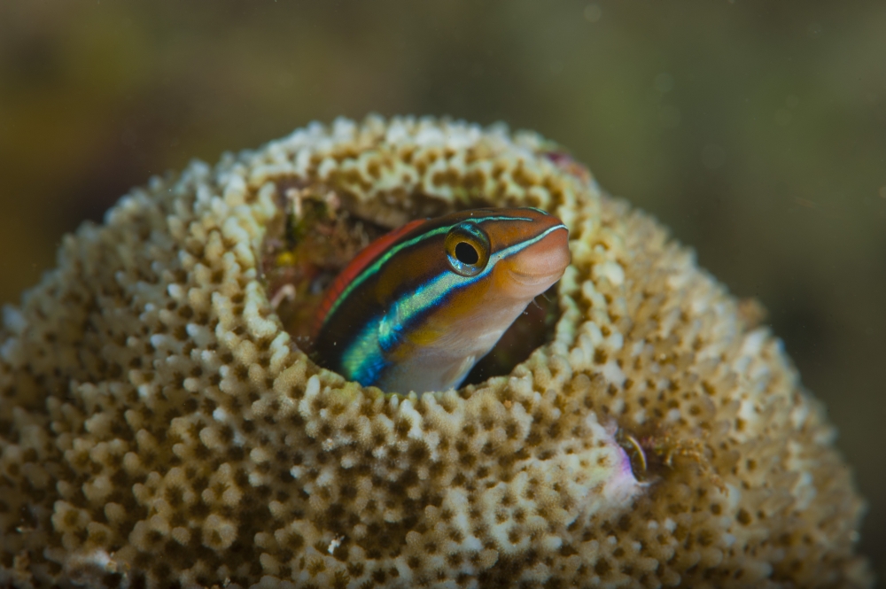 Striped blenny Raja Ampat Indonesia Canvas Art - Beverly FactorStocktrek Images (35 x 23)