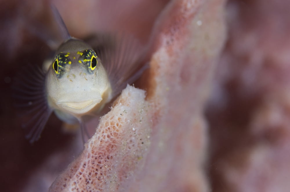 Striped blenny on a pink sponge Papua New Guinea Canvas Art - Steve JonesStocktrek Images (18 x 12)