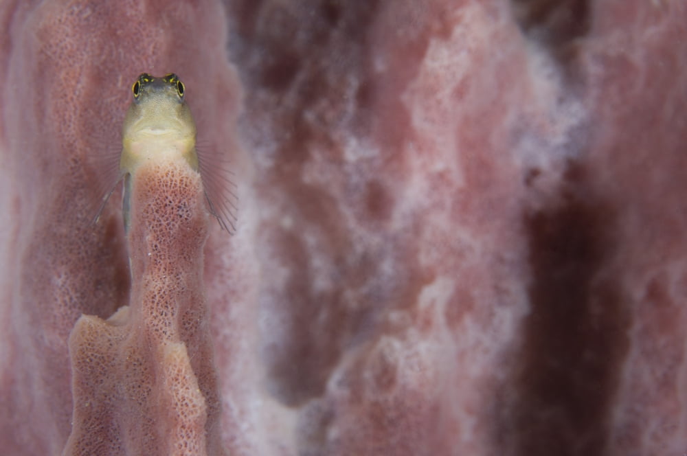 Striped blenny on a pink sponge Papua New Guinea Canvas Art - Steve JonesStocktrek Images (18 x 12)