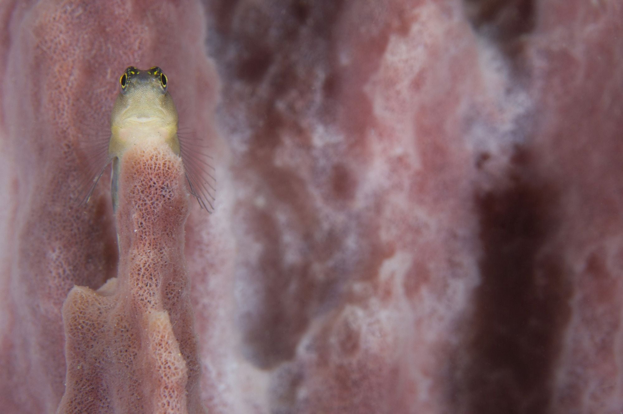 Striped blenny on a pink sponge Papua New Guinea Canvas Art - Steve JonesStocktrek Images (35 x 23)