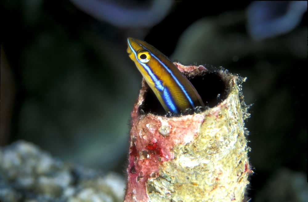 Striped blenny peeking out of a tube Indonesia Canvas Art - Beverly FactorStocktrek Images (18 x 12)