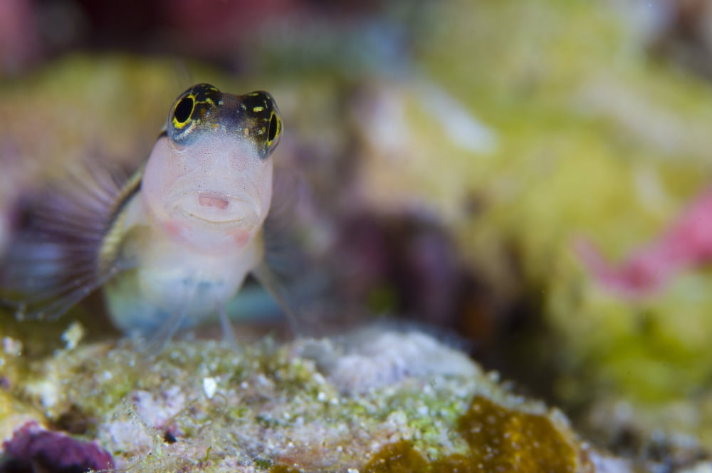 Striped blenny perched on rock Solomon Islands Canvas Art - Steve JonesStocktrek Images (18 x 12)