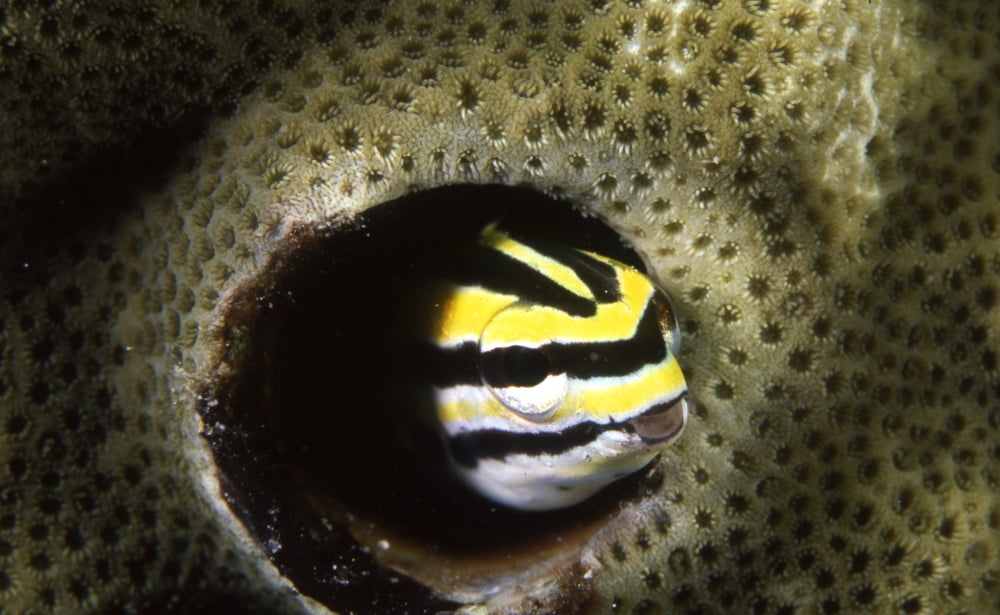 Striped fangblenny peeking its head out of den Papua New Guinea Canvas Art - Beverly FactorStocktrek Images (18 x 11)