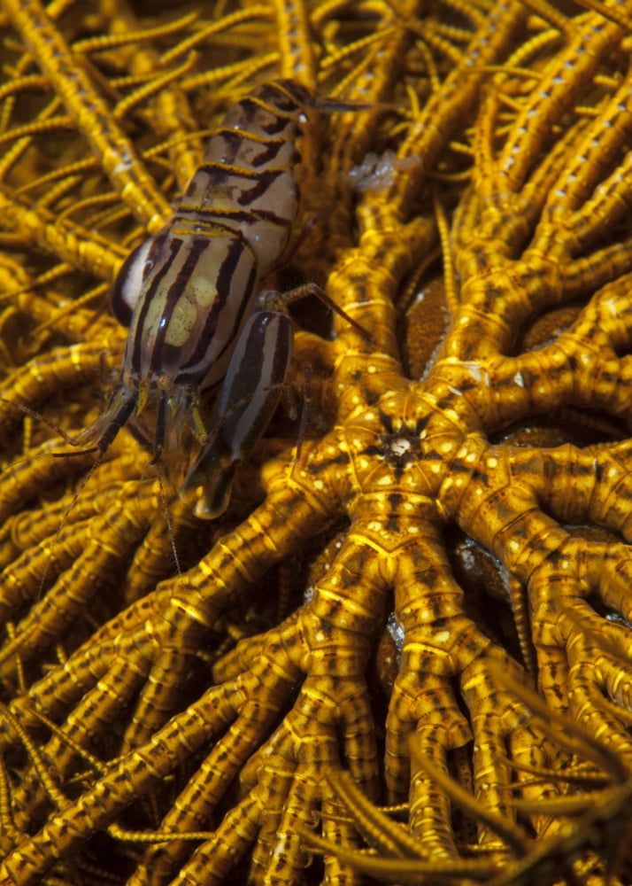 Striped snapping shrimp on a yellow crinoid Indonesia Canvas Art - Steve JonesStocktrek Images (12 x 17)
