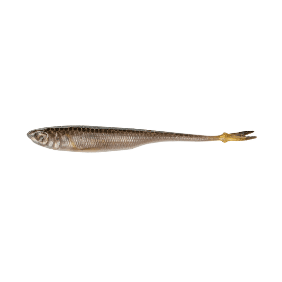 Strobe Minnow - 3.2" (5/pk) Live Minnow