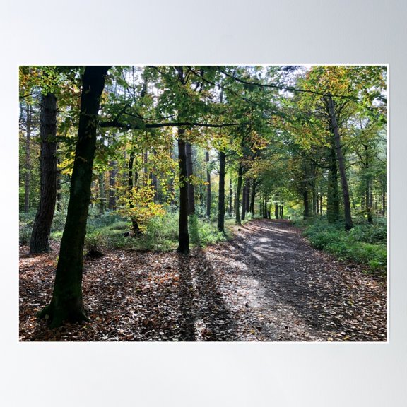 Stroll In The Autumnal Woods Poster Wall Art, Modern Wall Decor, 12x18 UNFRAMED