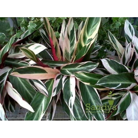 Stromanthe Accent Plant, Triostar Multicolored Leaves, 4 Inch Pot price history and forecast - Sandys Nursery Online Does Not Apply