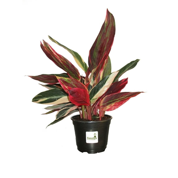 Stromanthe Accent Plant, Triostar Multicolored Leaves, 6 Inch Pot