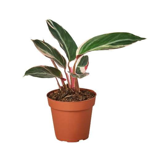 Stromanthe 'Triostar' Live Plant for Indoor | Different Houseplants in 4'' & 6'' Pot | Real House Plant for Living Room, Office, Desk & Bathroom | Triostar | Magenta Triostar