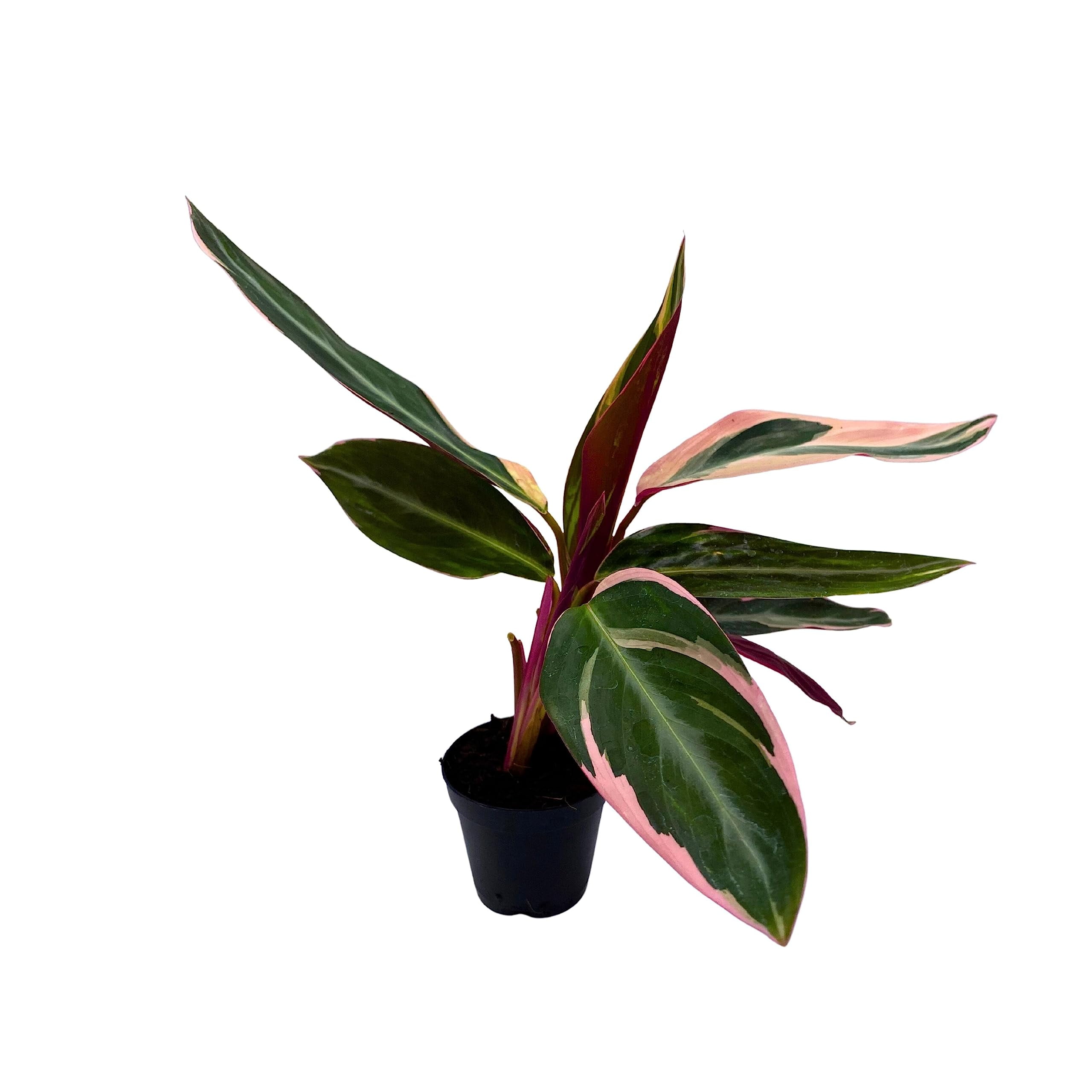 Stromanthe Triostar, Stromanthe Sanguinea, Stromanthe Thalia, and Tricolor  Plant in 2 inch Pot - Walmart.com