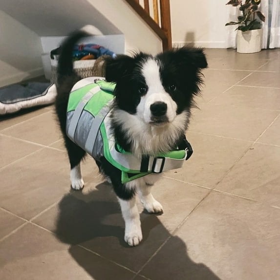 Strong Buoyancy Dog Swim Vest High Reflective Pull Handle To Prevent Drowning Comfortable Elasticity Adjustment Green L