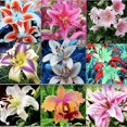 Strong Vitality Lily Bulbs Lily Has A Strong And Sweet Scent
