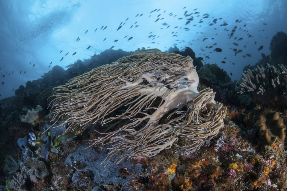Strong current sweeps along a reef slope in Indonesia Canvas Art - Ethan DanielsStocktrek Images (17 x 12)