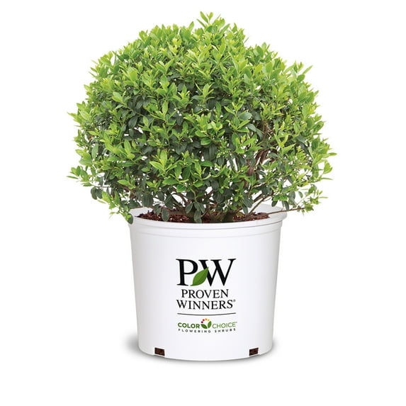 Strongbox® Inkberry Holly - 3 Gallon Pot, Live Evergreen Shrub, Full Sun