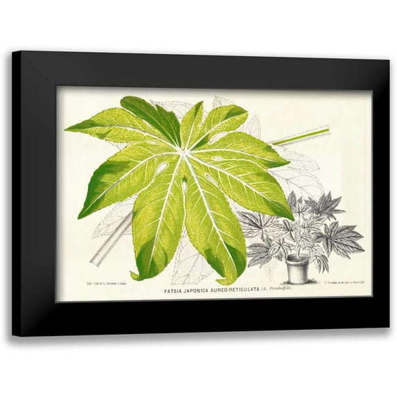 Stroobant 14x11 Black Modern Framed Museum Art Print Titled - Fern Leaf Foliage I