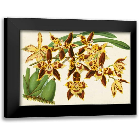 Stroobant 14x11 Black Modern Framed Museum Art Print Titled - Graceful Orchids I