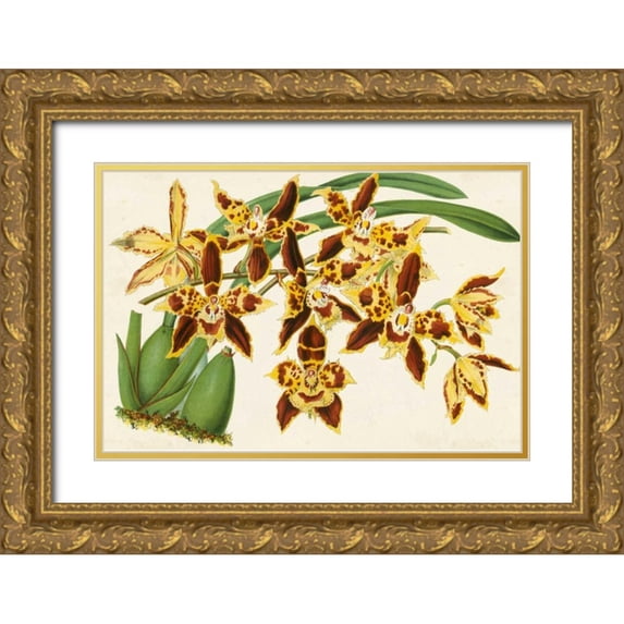 Stroobant 24x17 Gold Ornate Wood Framed with Double Matting Museum Art Print Titled - Graceful Orchids I