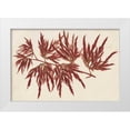 thumbnail image 1 of Stroobant 24x17 White Modern Wood Framed Museum Art Print Titled - Japanese Maple Leaves IV, 1 of 4