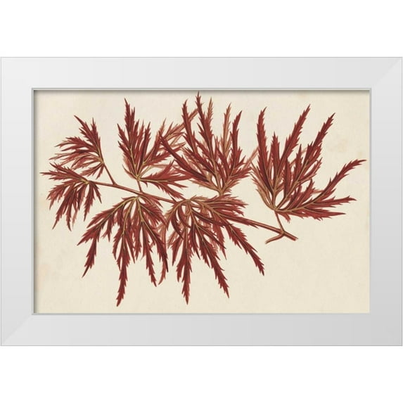 Stroobant 24x17 White Modern Wood Framed Museum Art Print Titled - Japanese Maple Leaves IV