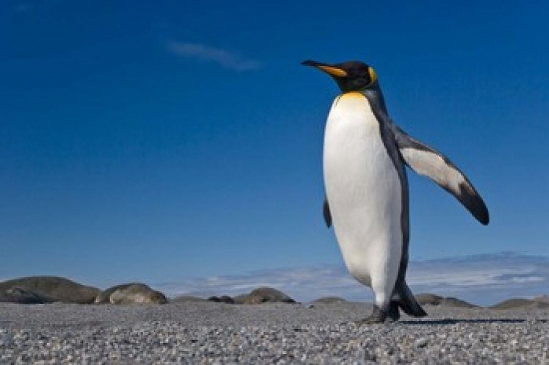 Strutting King penguin Canvas Art - Jaynes Gallery DanitaDelimont (34 x 23)