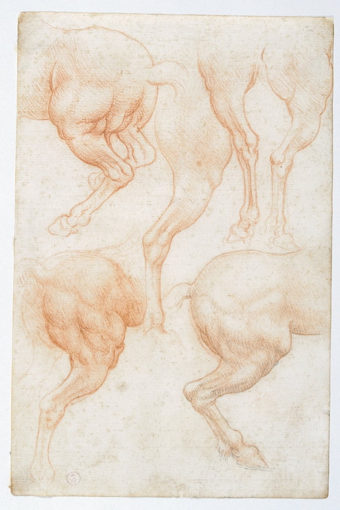 Studies Of The Horse Rear Legs Canvas Art - (24 x 36)