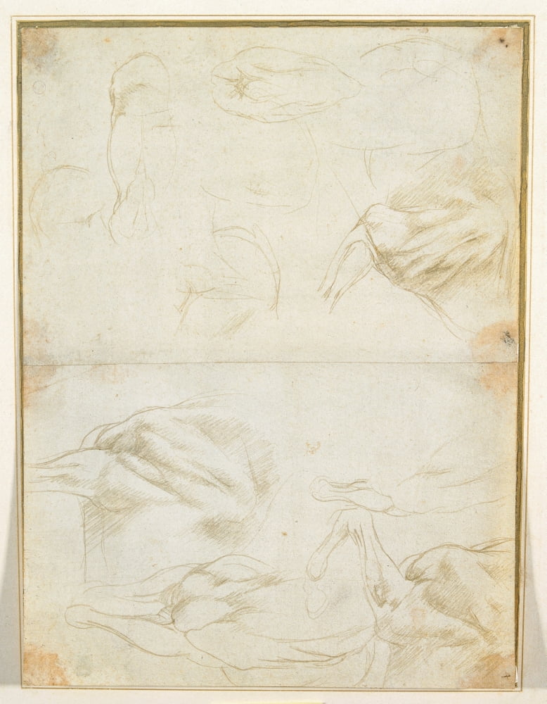 Studies Of The Muscles Of The Horse Forelimbs Canvas Art - (18 x 24)