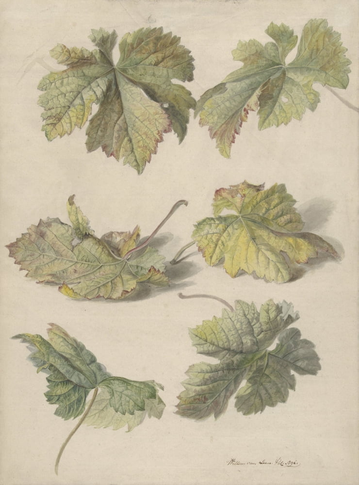 Studies Of Vine Leaves Canvas Art - (24 x 36)