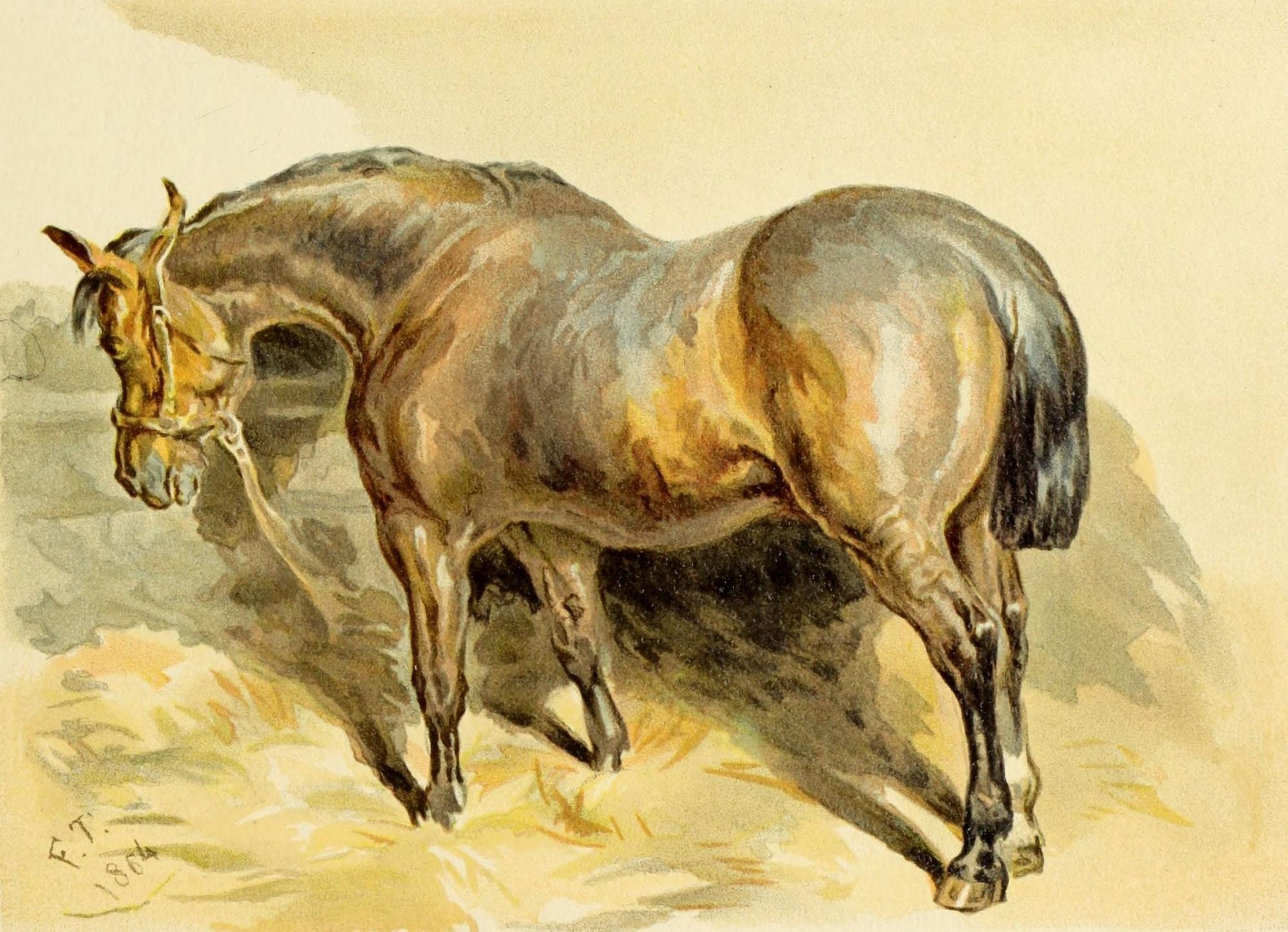 Studies in Animal Painting 1885 Bay Roan horse Canvas Art - Frederick Tayler (24 x 36)