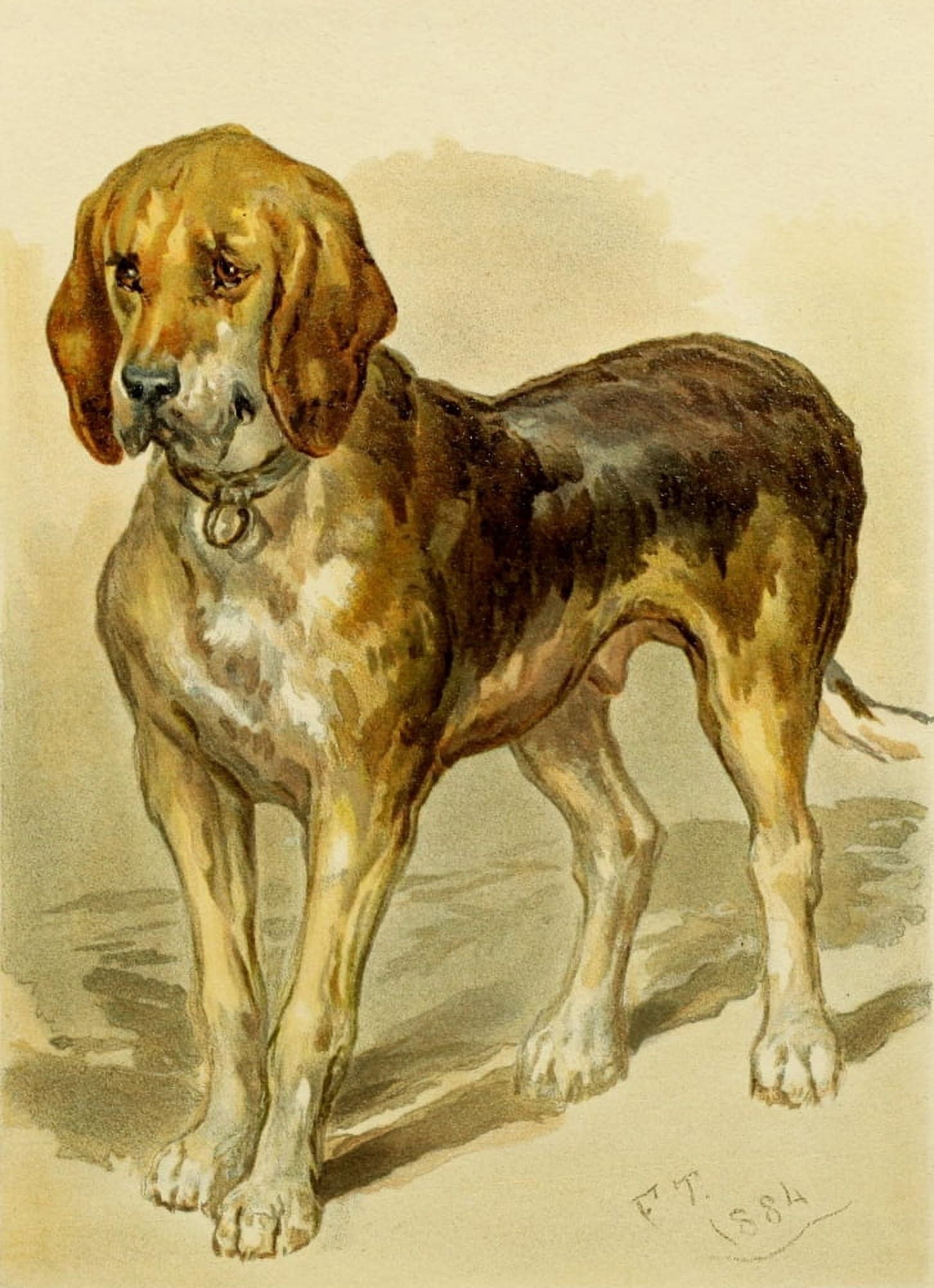 Studies in Animal Painting 1885 Bloodhound Canvas Art - Frederick Tayler (24 x 36)