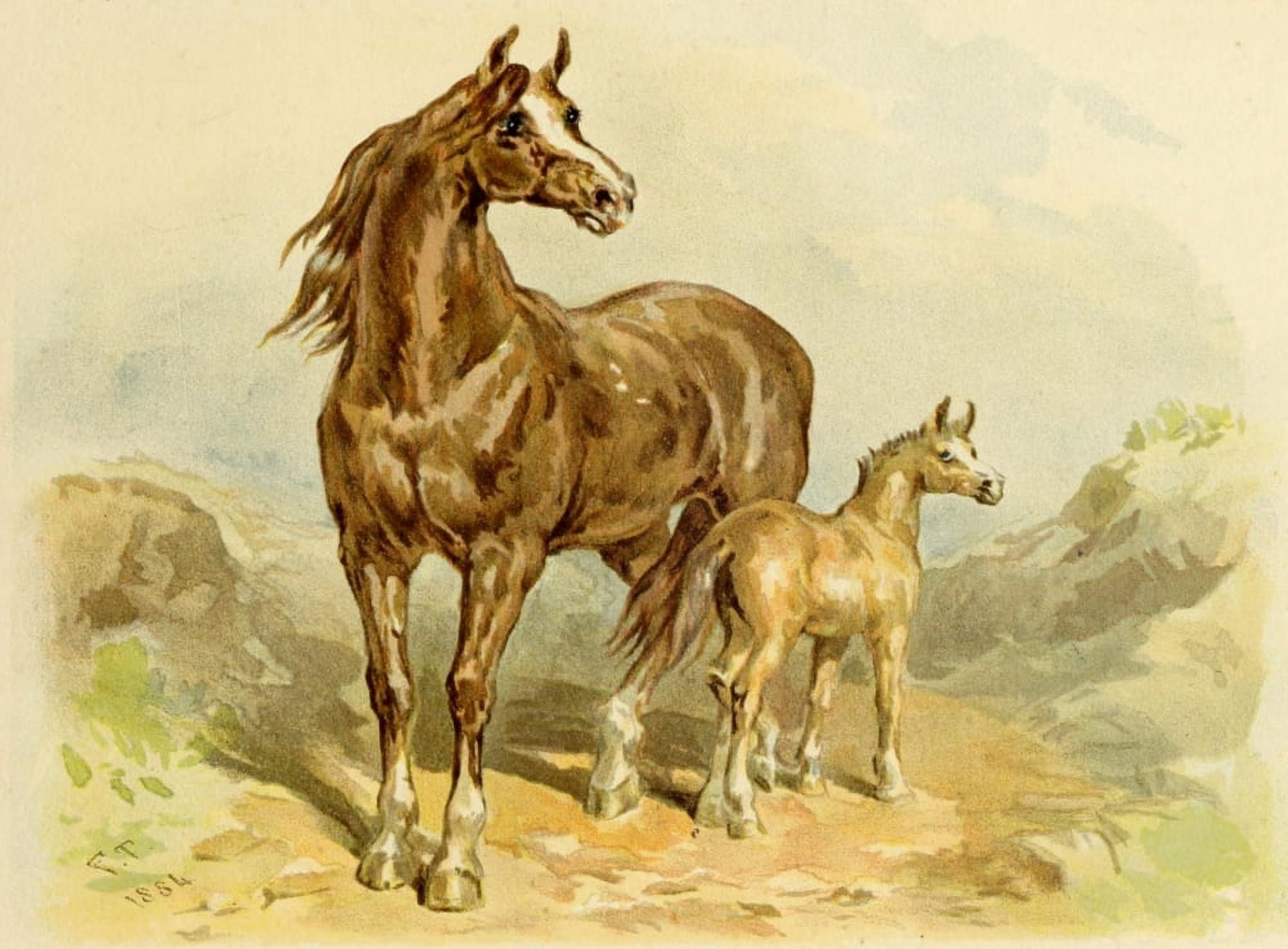 Studies in Animal Painting 1885 Chestnut mare and foal Canvas Art - Frederick Tayler (24 x 36)