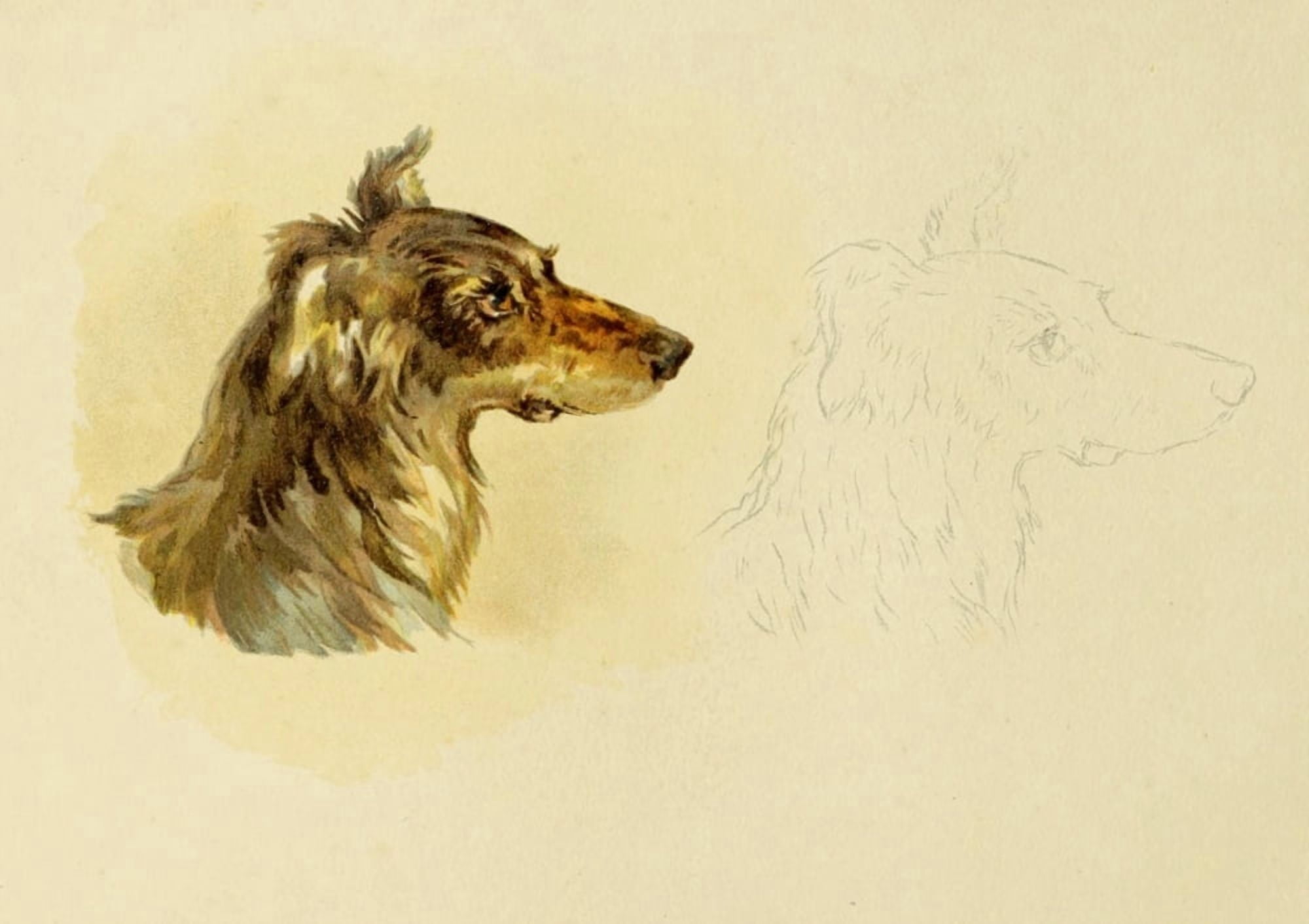 Studies in Animal Painting 1885 Collie Canvas Art - Frederick Tayler (18 x 24)