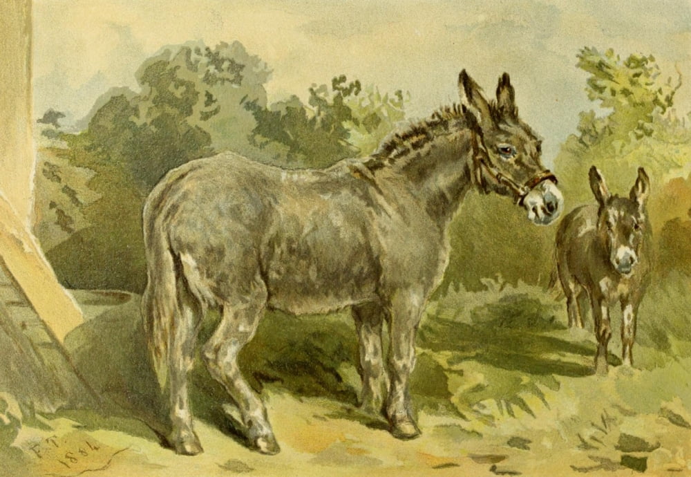 Studies in Animal Painting 1885 Donkeys Canvas Art - Frederick Tayler (24 x 36)