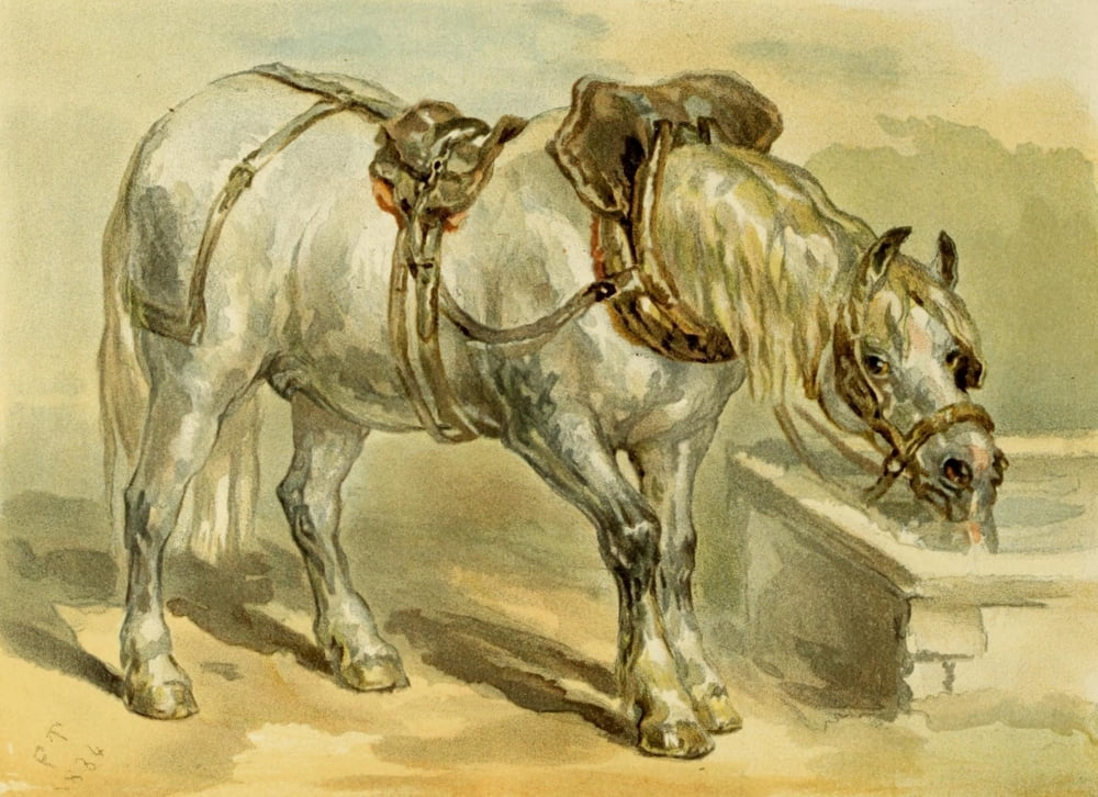 Studies in Animal Painting 1885 Grey carthorse Canvas Art - Frederick Tayler (18 x 24)