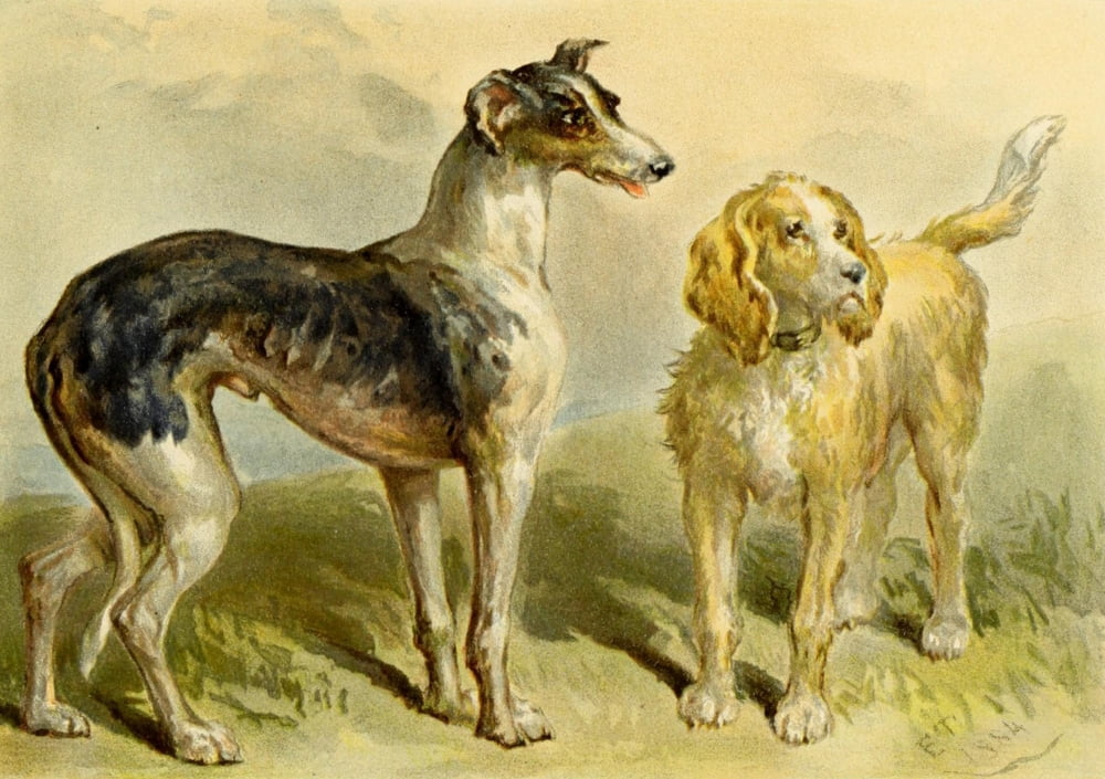 Studies in Animal Painting 1885 Greyhound and Otter-hound Canvas Art - Frederick Tayler (24 x 36)