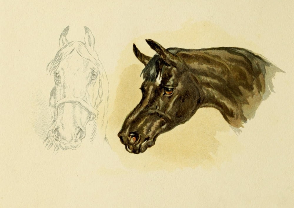 Studies in Animal Painting 1885 Horses head Canvas Art - Frederick Tayler (24 x 36)