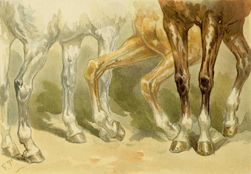 Studies in Animal Painting 1885 Horses legs and hoofs Canvas Art - Frederick Tayler (24 x 36)