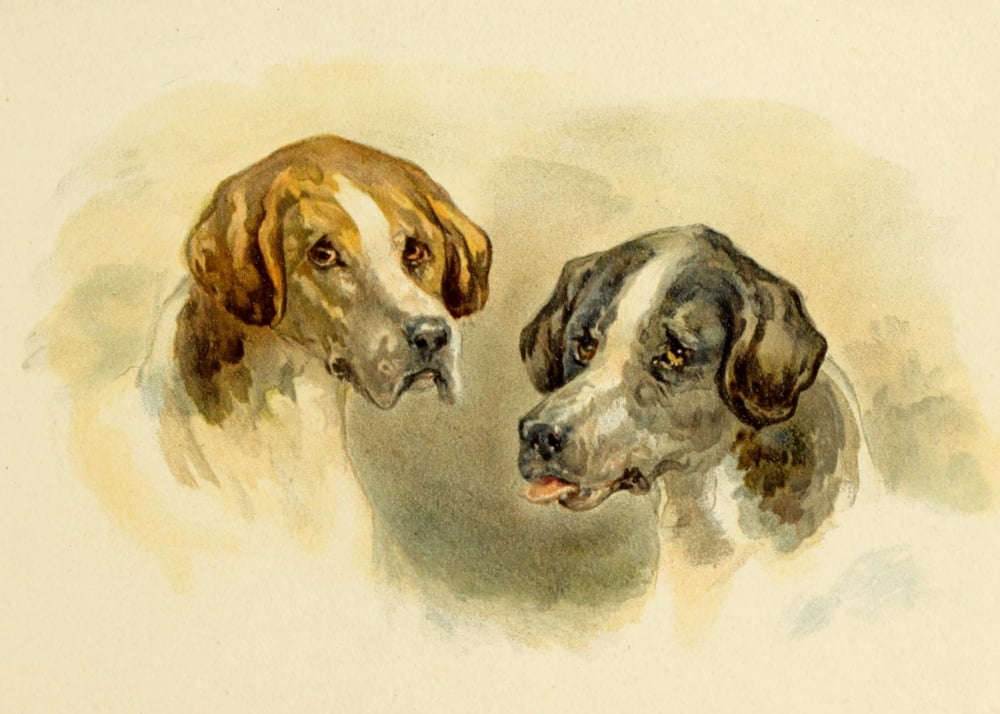 Studies in Animal Painting 1885 Stag-hounds Canvas Art - Frederick Tayler (18 x 24)