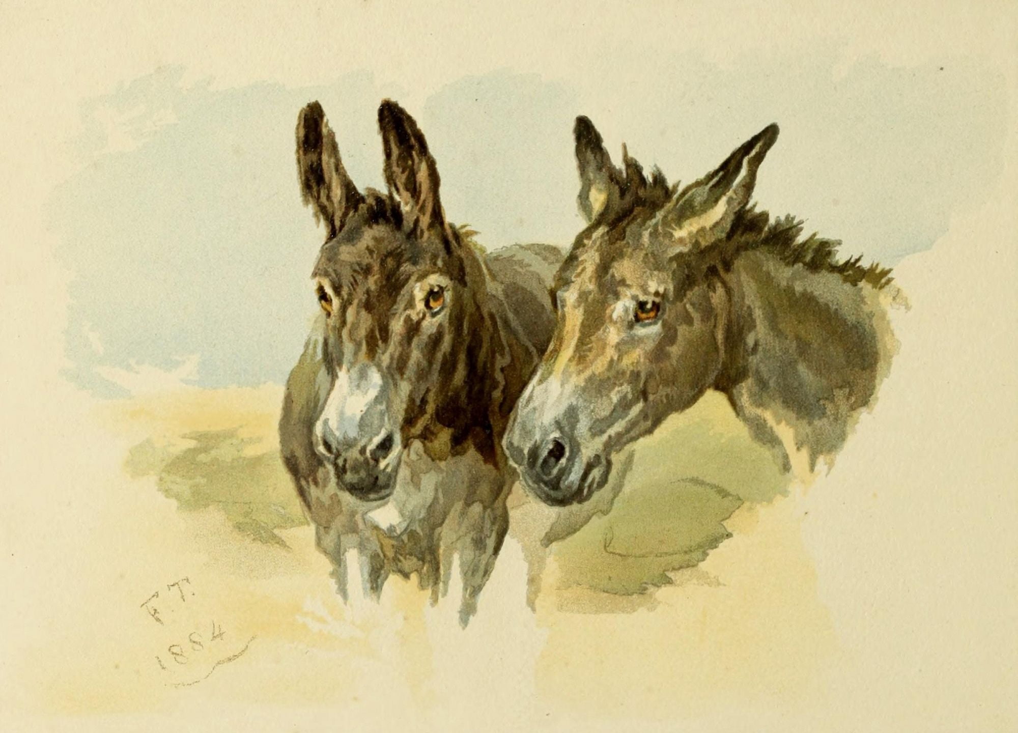 Studies in Animal Painting 1885 Two donkeys Canvas Art - Frederick Tayler (18 x 24)