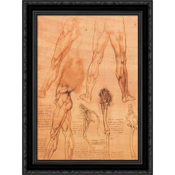 Studies of legs of man and the leg of a horse 20x24 Black Ornate Wood Framed Canvas Art by Da Vinci, Leonardo