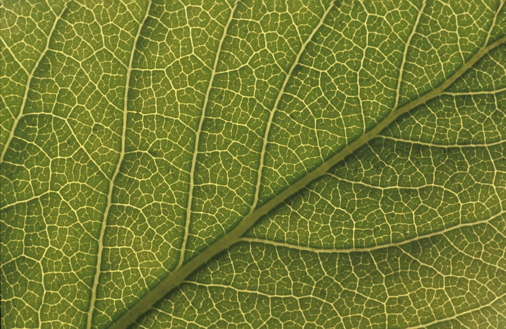 Studio Closeup Green Cottonwood Leaf Pattern Canvas Art - Greg Martin Design Pics (17 x 11)