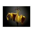 thumbnail image 1 of Studio Flowers V' Canvas Art by James McLoughlin, 1 of 4