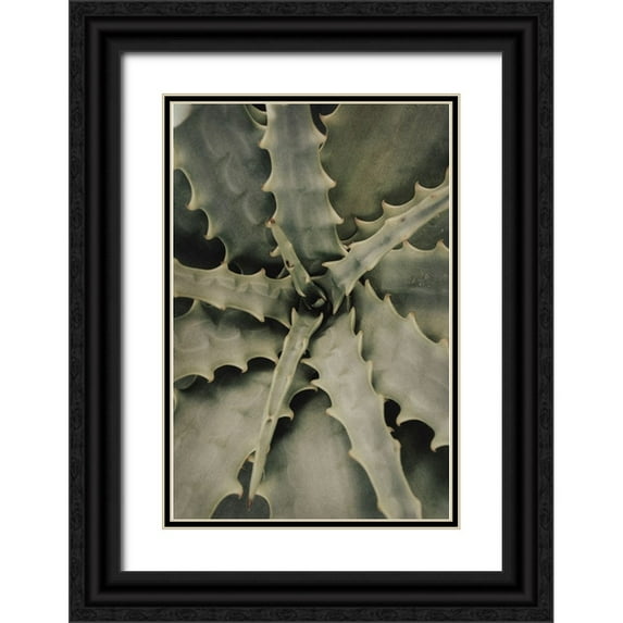 Studio III 13x18 Black Ornate Wood Framed with Double Matting Museum Art Print Titled - Studio III - Aloe 002
