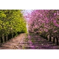 thumbnail image 1 of Studio Photo Backdrops Photo Backgrounds Photographic View Natural Outdoor Park Garden Grass Green Flower Pink Spring, 1 of 5