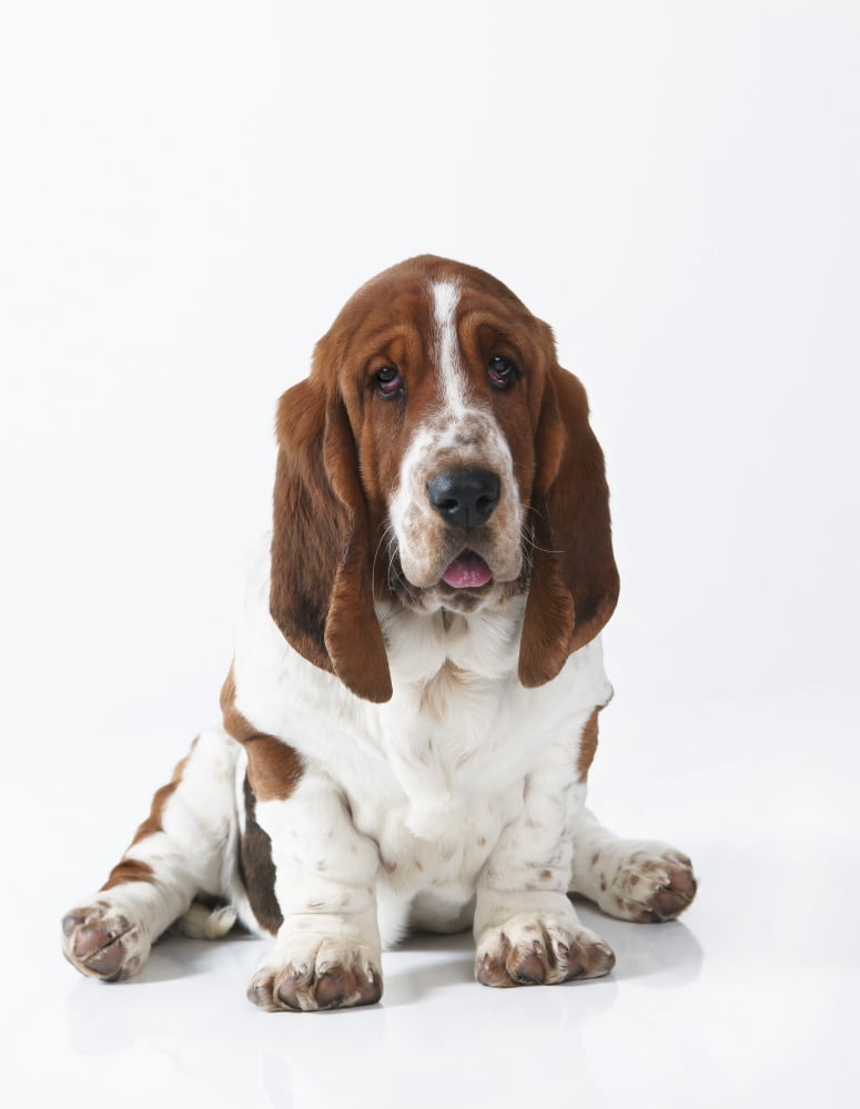 Studio Shot Of A Basset Hound Sitting On White Background Canvas Art - Sherry Lemcke Design Pics (12 x 16)