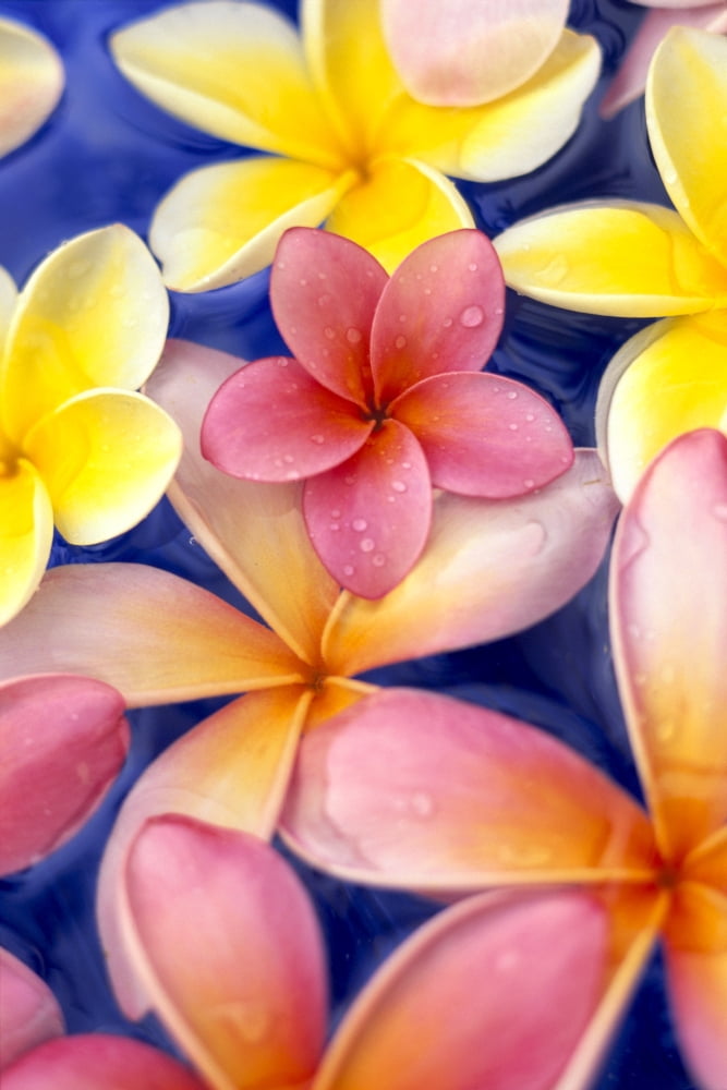 Studio Shot Of Colorful Plumeria Flowers On Blue Background Canvas Art - Dana Edmunds Design Pics (12 x 19)