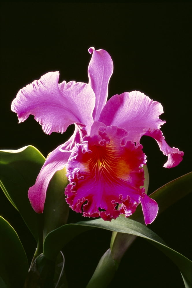 Studio Shot Of Single Purple Cattleya Orchid On Plant Black Background Canvas Art - Tomas del Amo Design Pics (24 x 38)