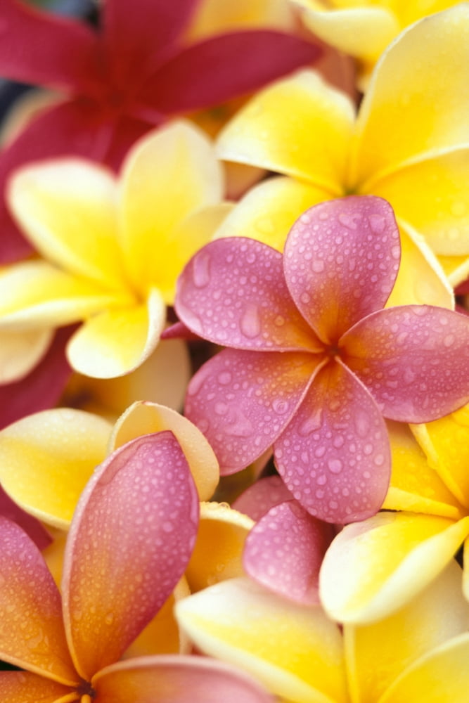 Studio Shot Of Yellow And Two Pink Plumeria Flowers Water Drops On Petals Canvas Art - Dana Edmunds Design Pics (12 x 19)