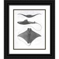 thumbnail image 1 of Studio W  20x24 Black Ornate Wood Framed with Double Matting Museum Art Print Titled - Grey-Scale Stingrays II, 1 of 4
