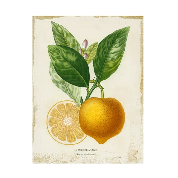 Studio W 'French Lemon III' Canvas Art
