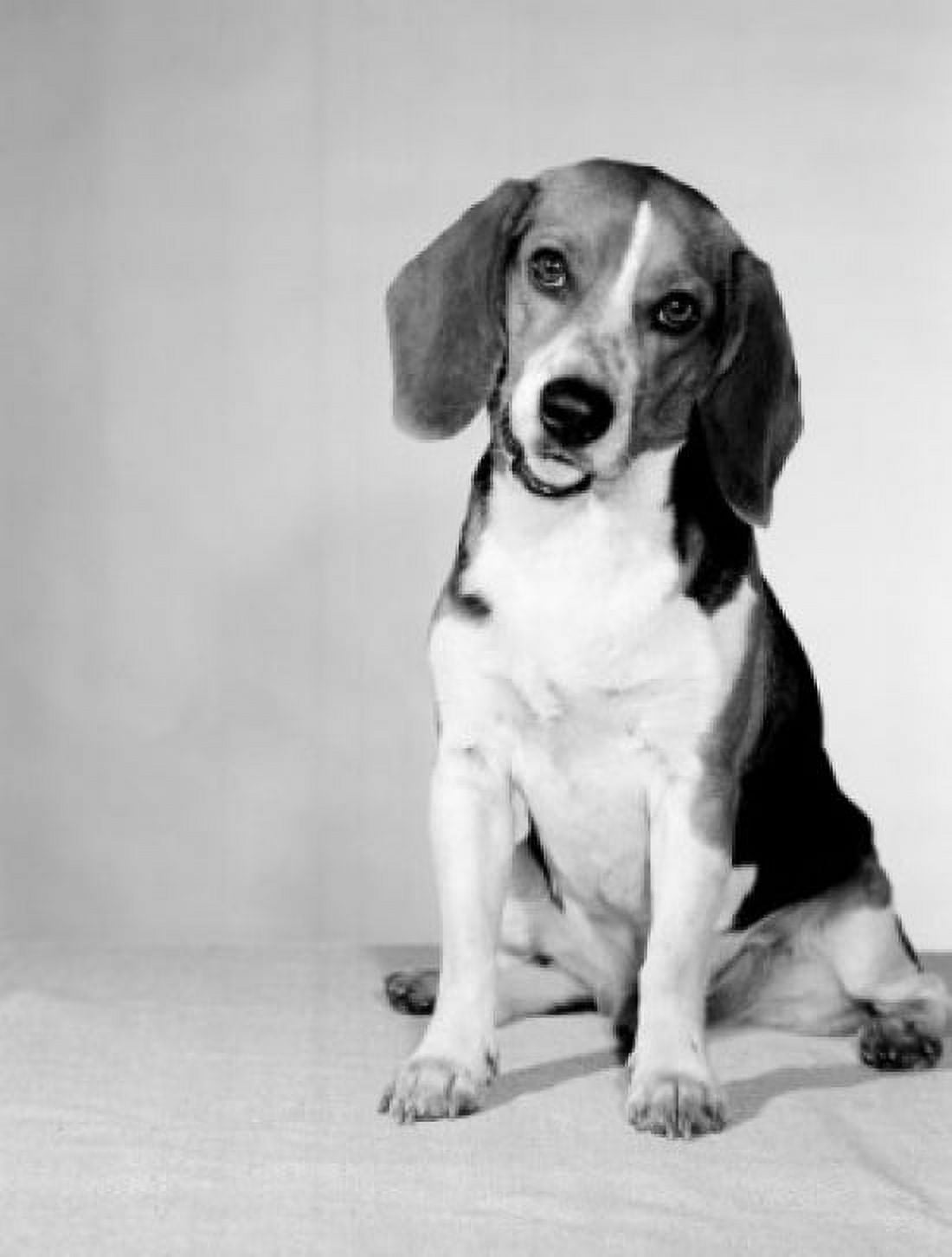 Studio portrait of Beagle Canvas Art - (18 x 24)